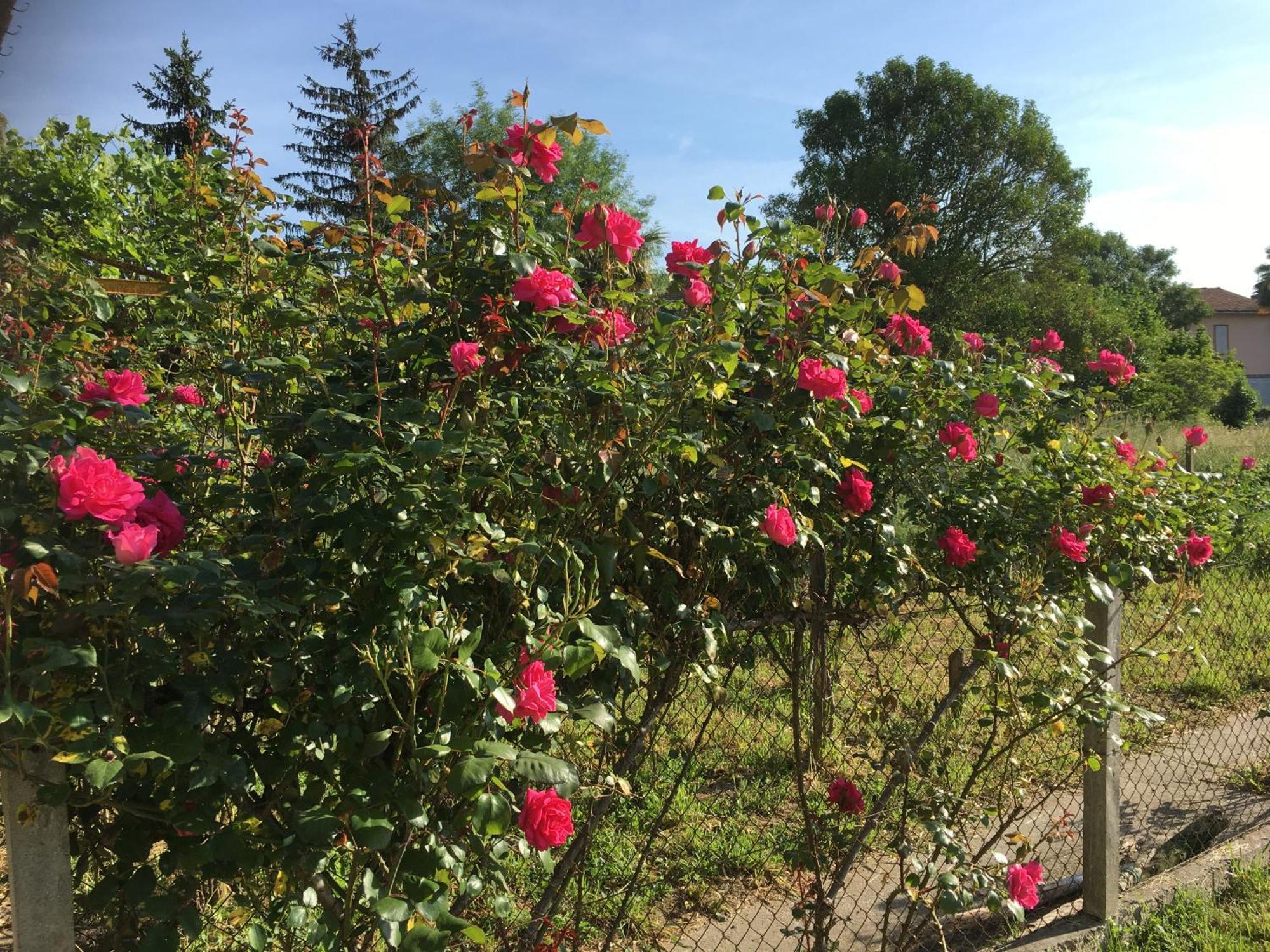 Bed and Breakfast Chez Christian LʼIsle-en-Dodon Esterno foto
